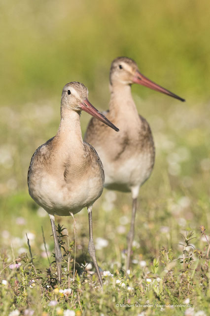 Vögel rund um den Nationalpark Lauwersmeer