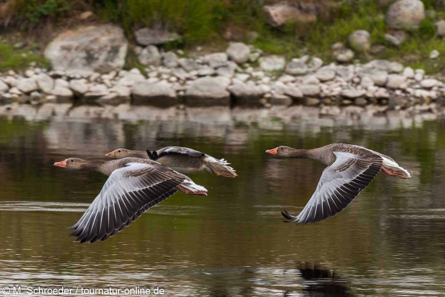 Graugans - greylag goose (Anser anser) 