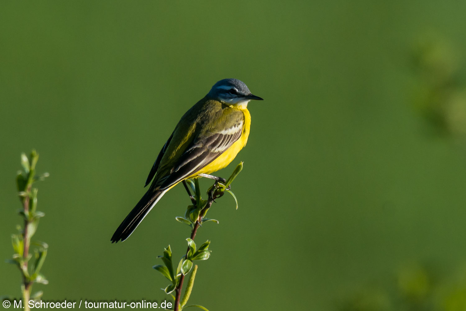 Schafsstelze - western yellow wagtail (Motacilla flava)