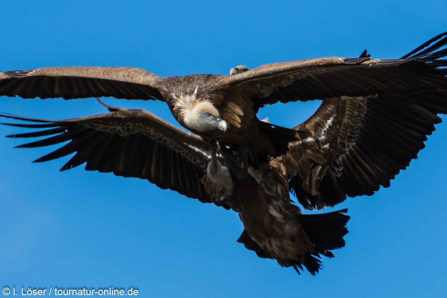Gänsegeier in der Extremadura - griffon vulture (Gyps fulvus)