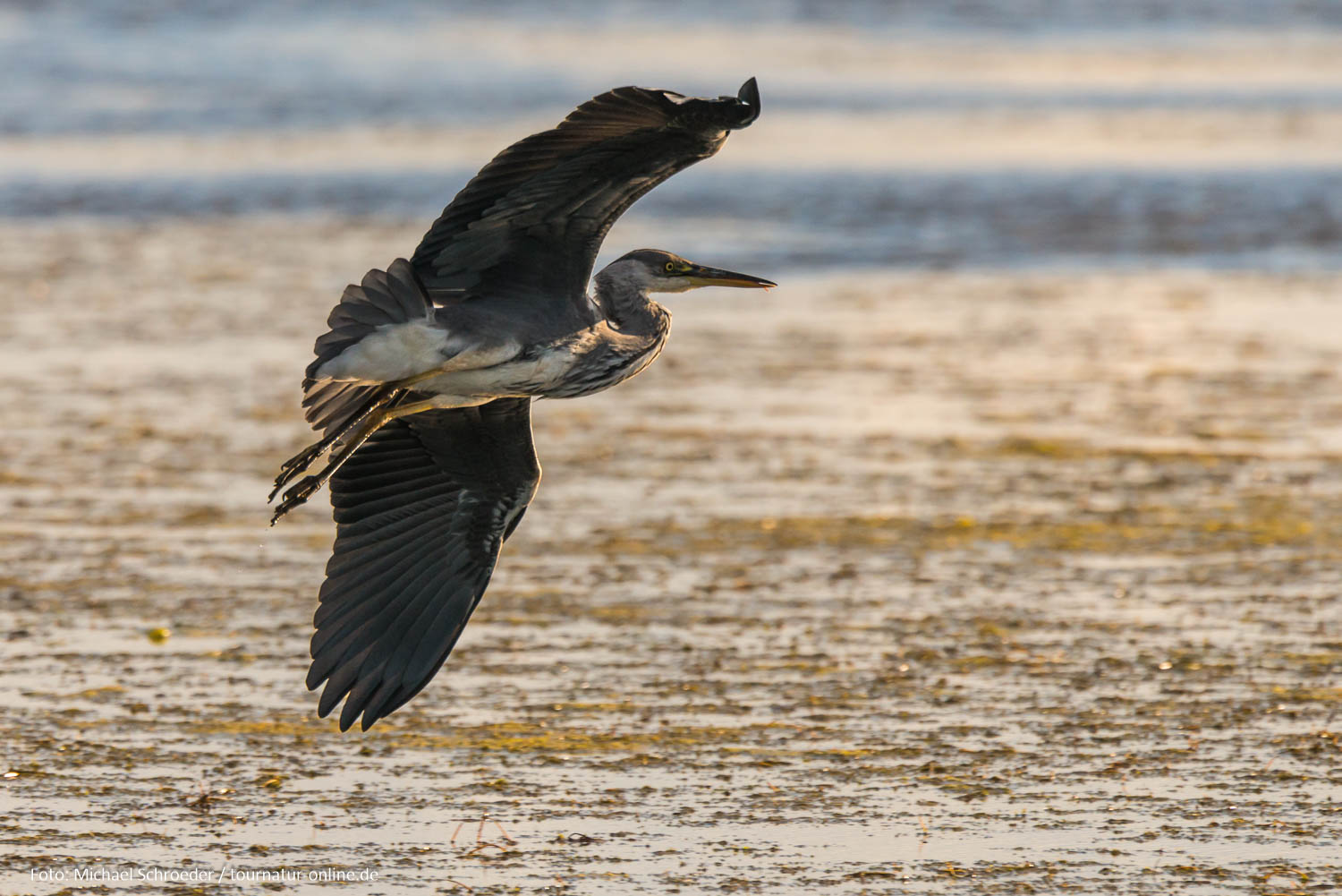 - Hornborga See im Juni