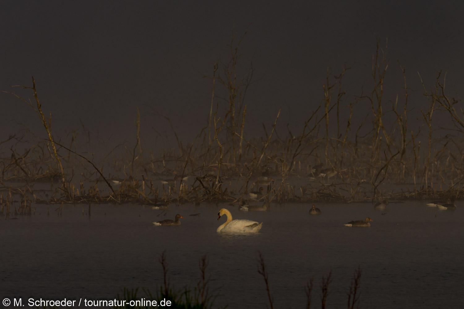 Höckerschwan - mute swan (Cygnus olor) 