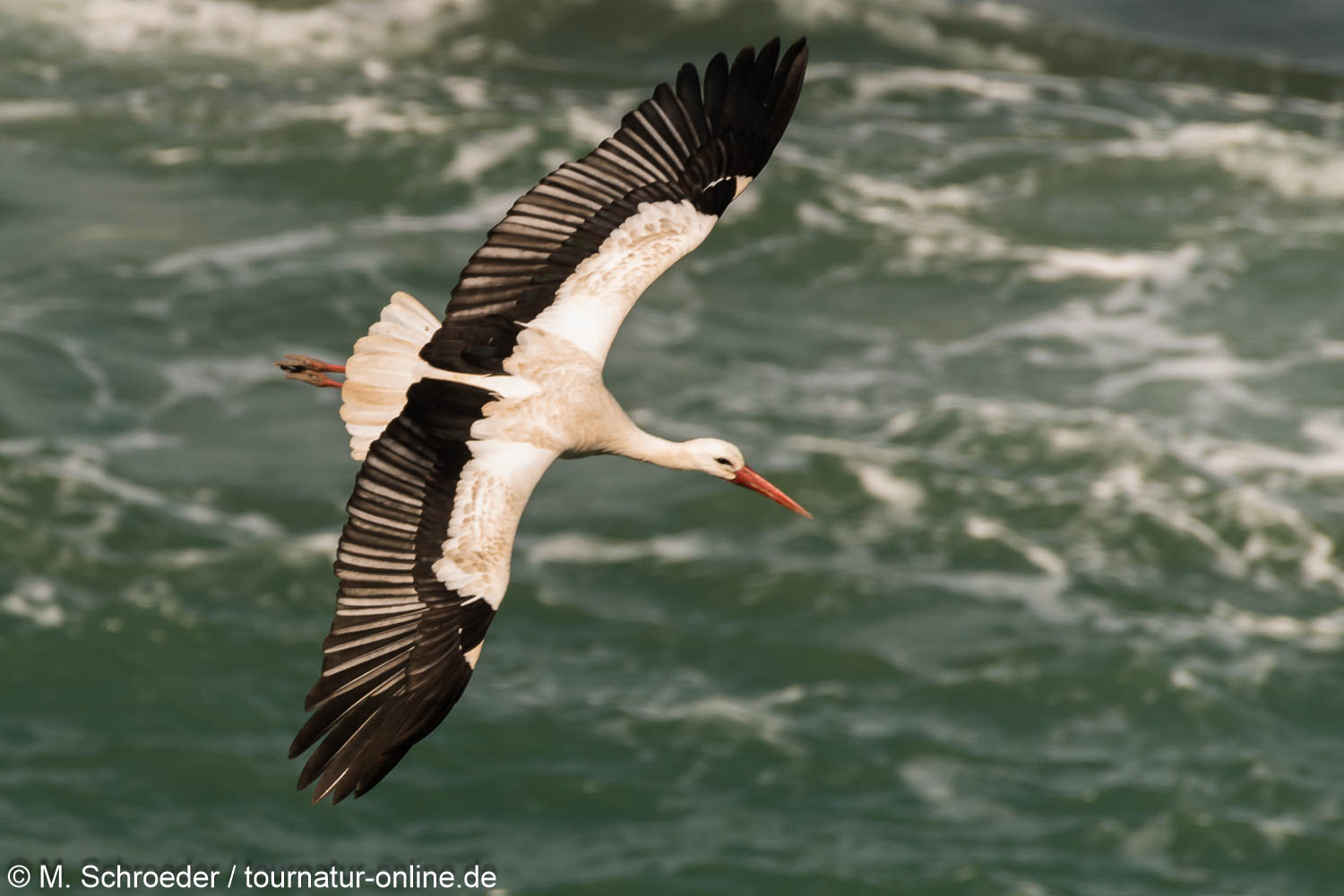 Weißstorch über Wasser- white stork (Ciconia ciconia) 