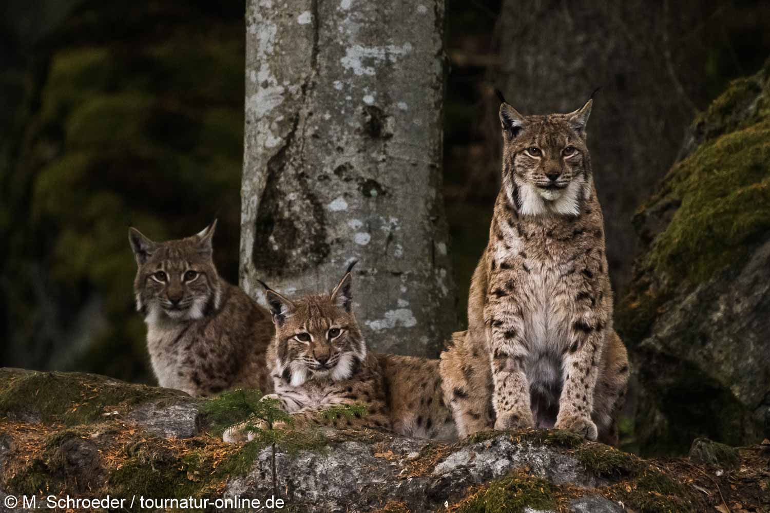 Nationalpark Bayerischer Wald