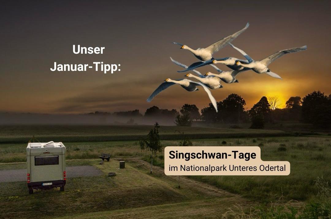 Singschwäne im Nationalpark Unteres Odertal