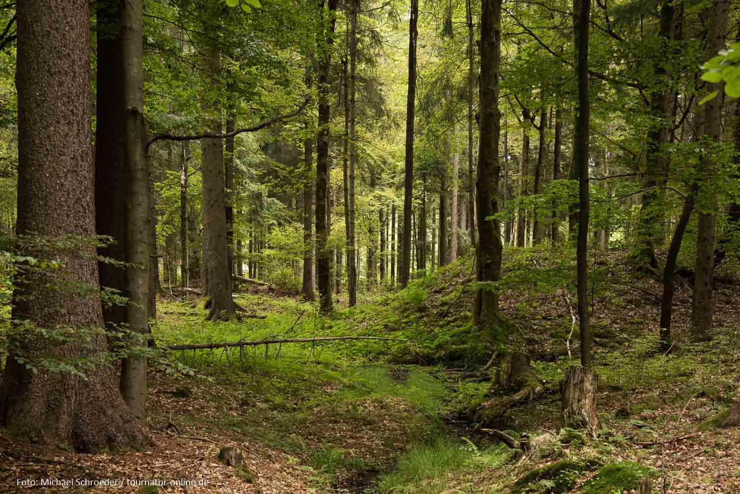Das Vessertal im Thüringer Wald