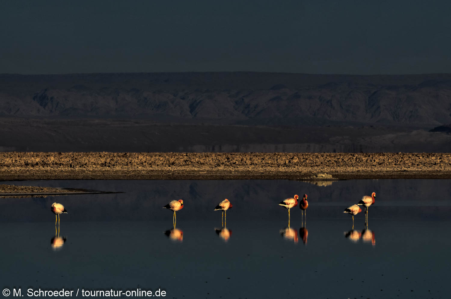 Andenflamingo in der Atacama Chile