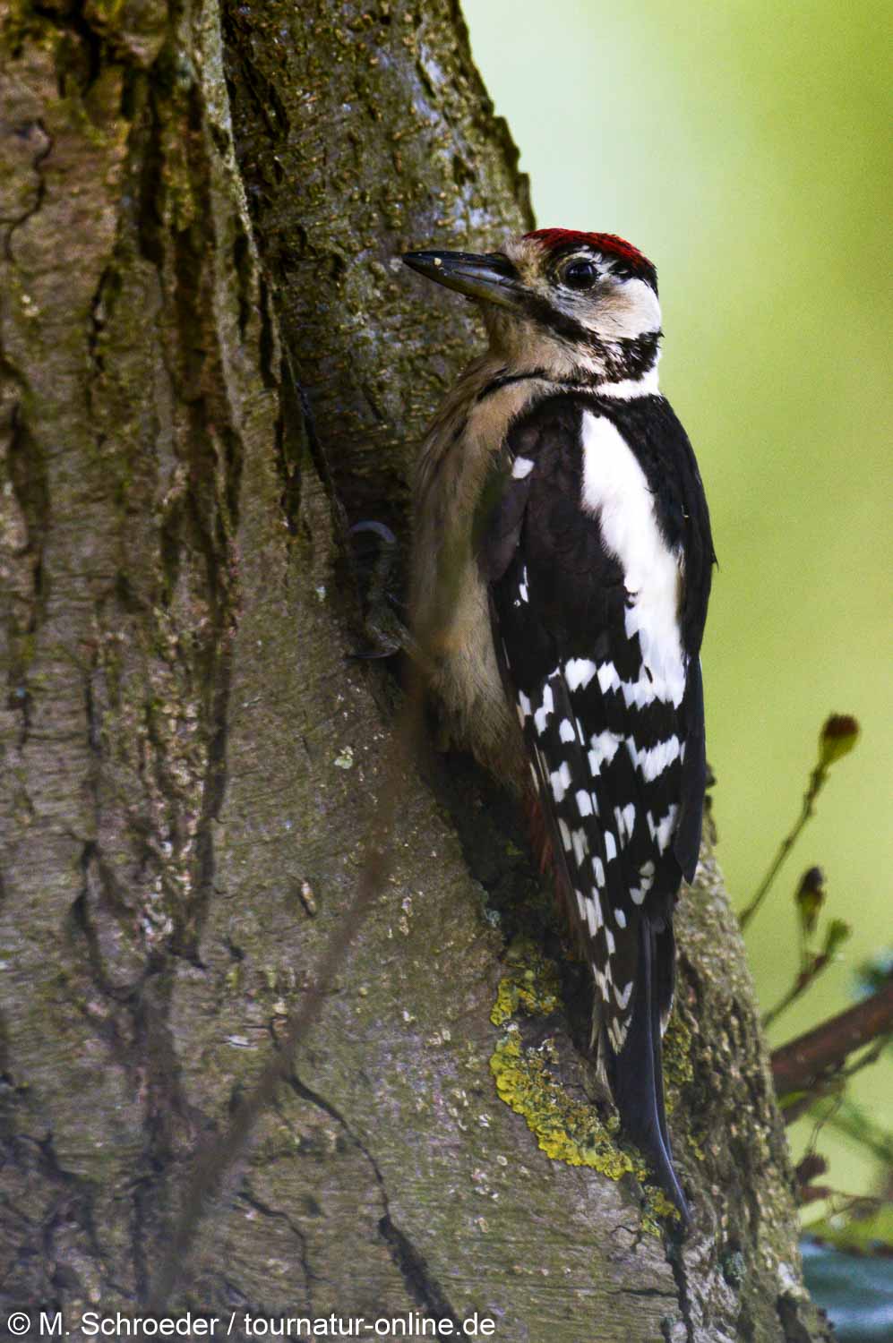 Buntspecht - great spotted woodpecker (Dendrocopos major)