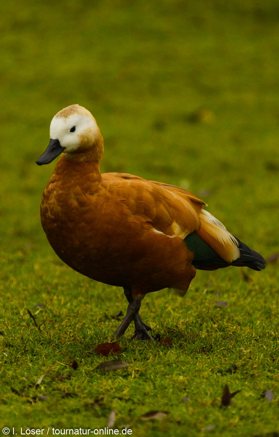 Rostgans - ruddy shelduck (Tadorna ferruginea)