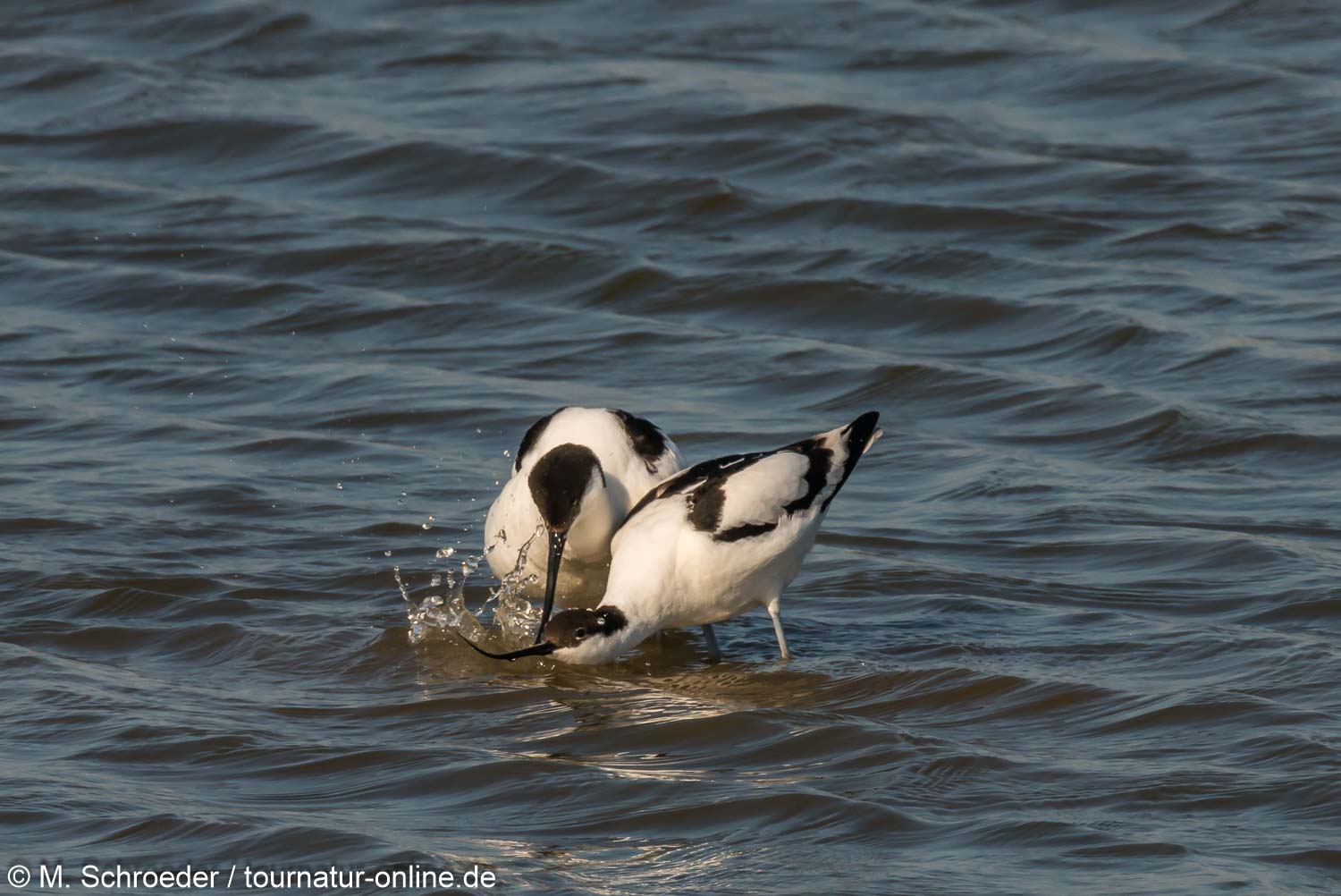 Säbelschnäbler - pied avocet (Recurvirostra avosetta)