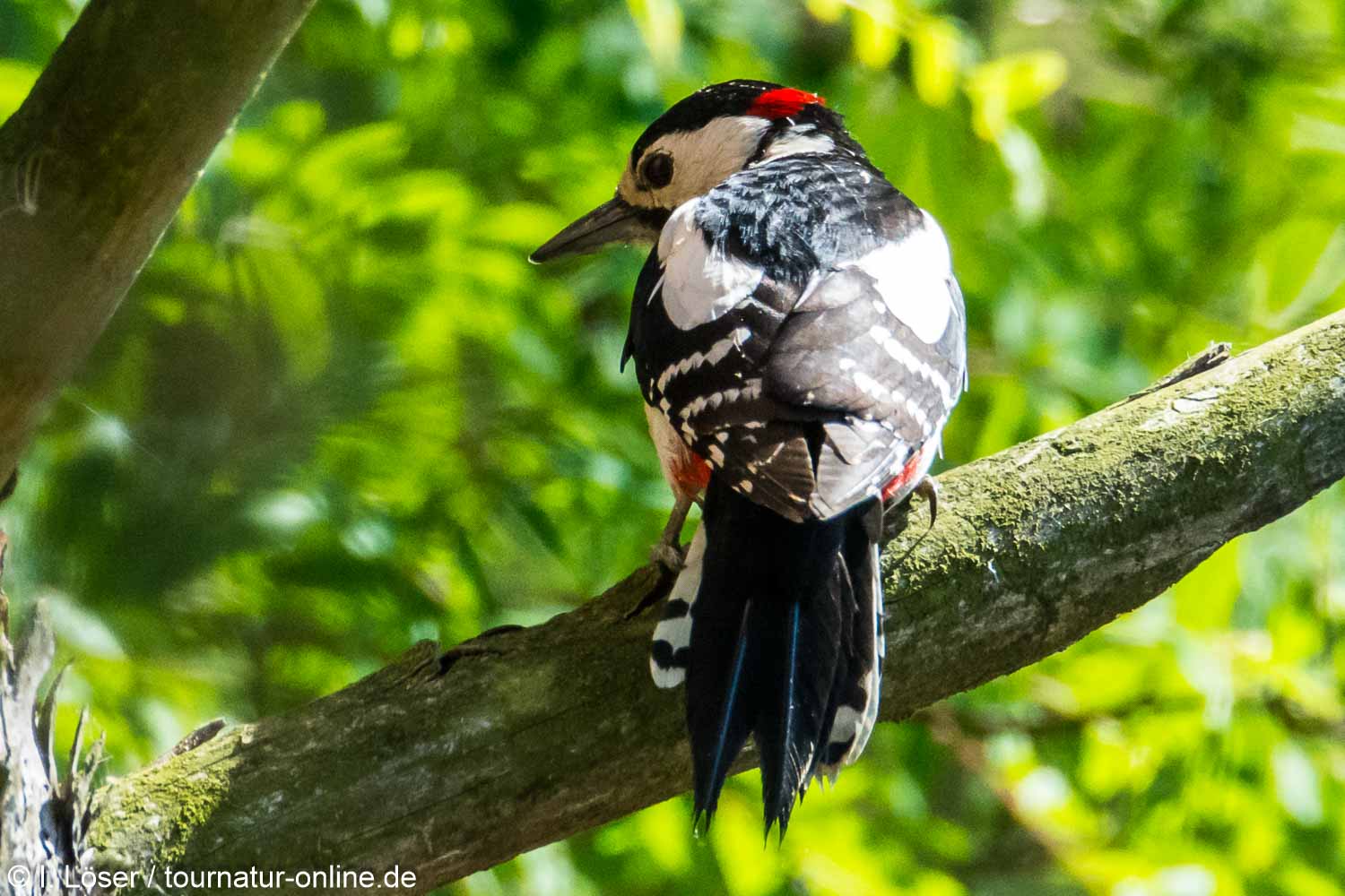 Buntspecht - great spotted woodpecker (Dendrocopos major)