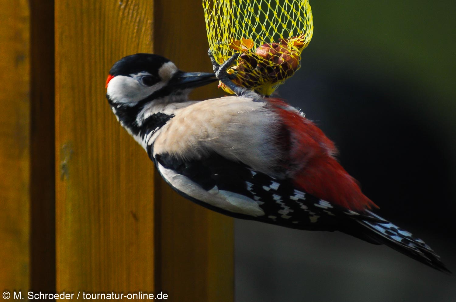 Buntspecht - great spotted woodpecker (Dendrocopos major)