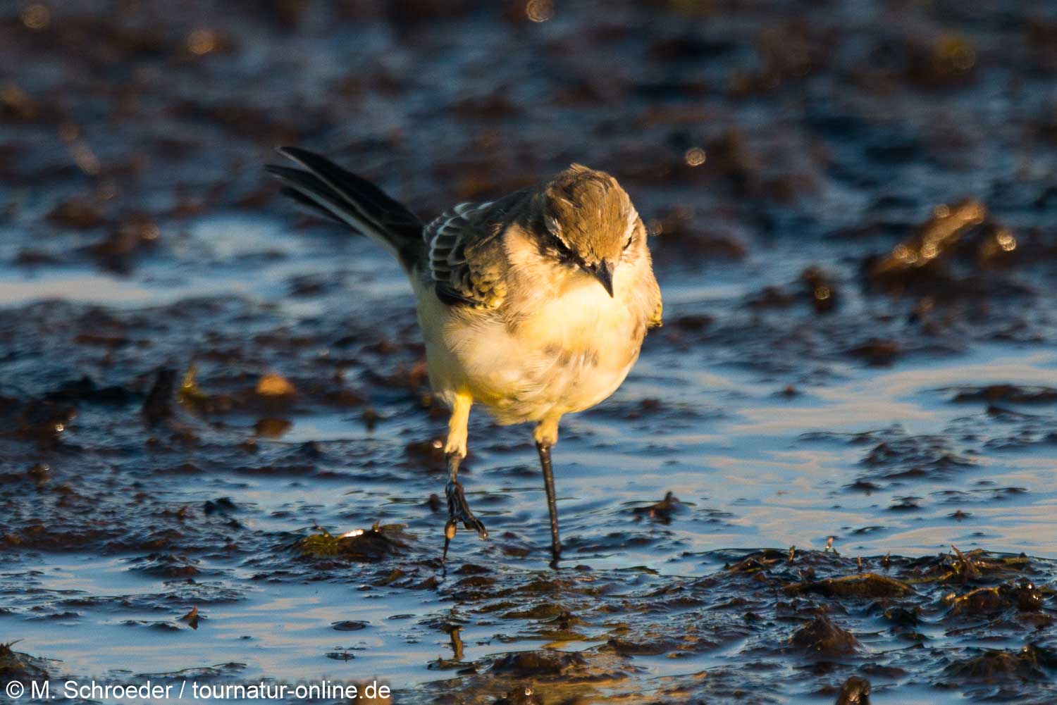 Schafsstelze - western yellow wagtail (Motacilla flava)