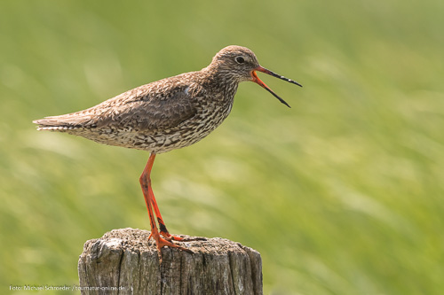 Tierfotografie: Teil 1