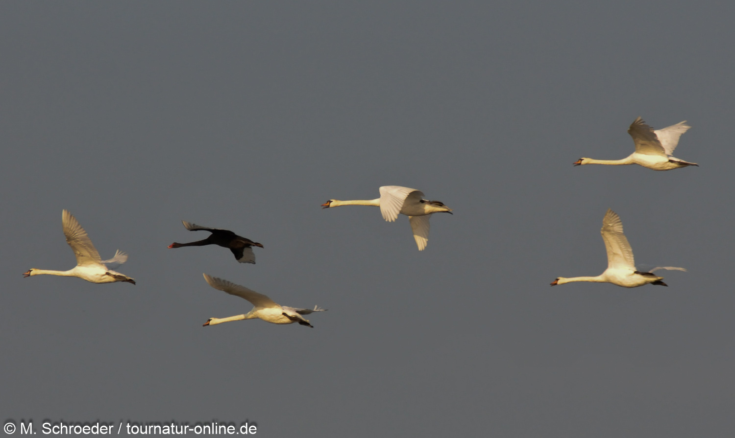 Höckerschwan - mute swan (Cygnus olor) 