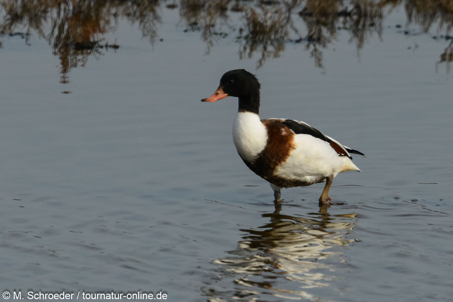 Brandgans - common shelduck (Tadorna tadorna)