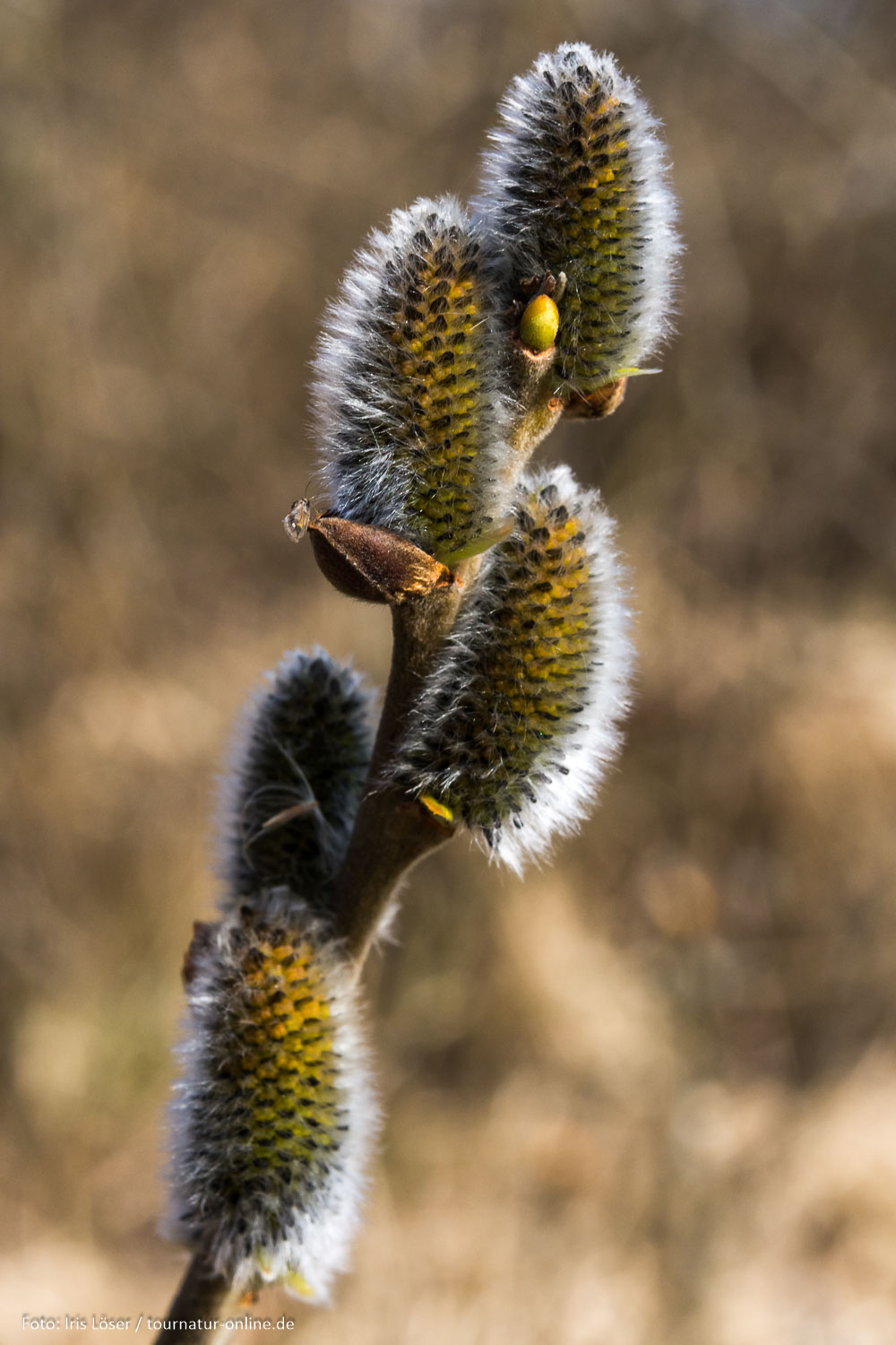 Weiden haben männliche und weibliche Blüten.