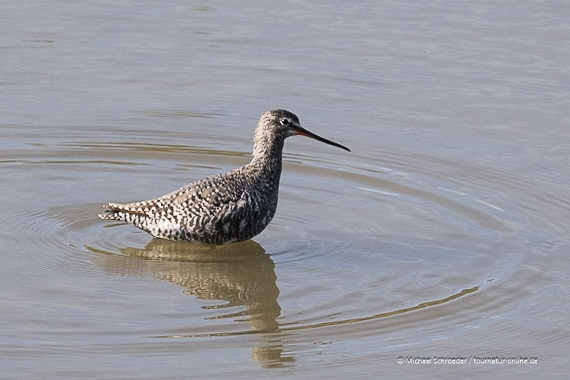 Dunkler Wasserläufer