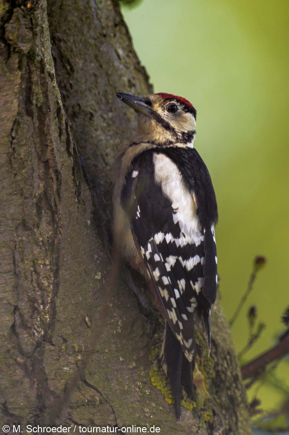 Buntspecht - great spotted woodpecker (Dendrocopos major)