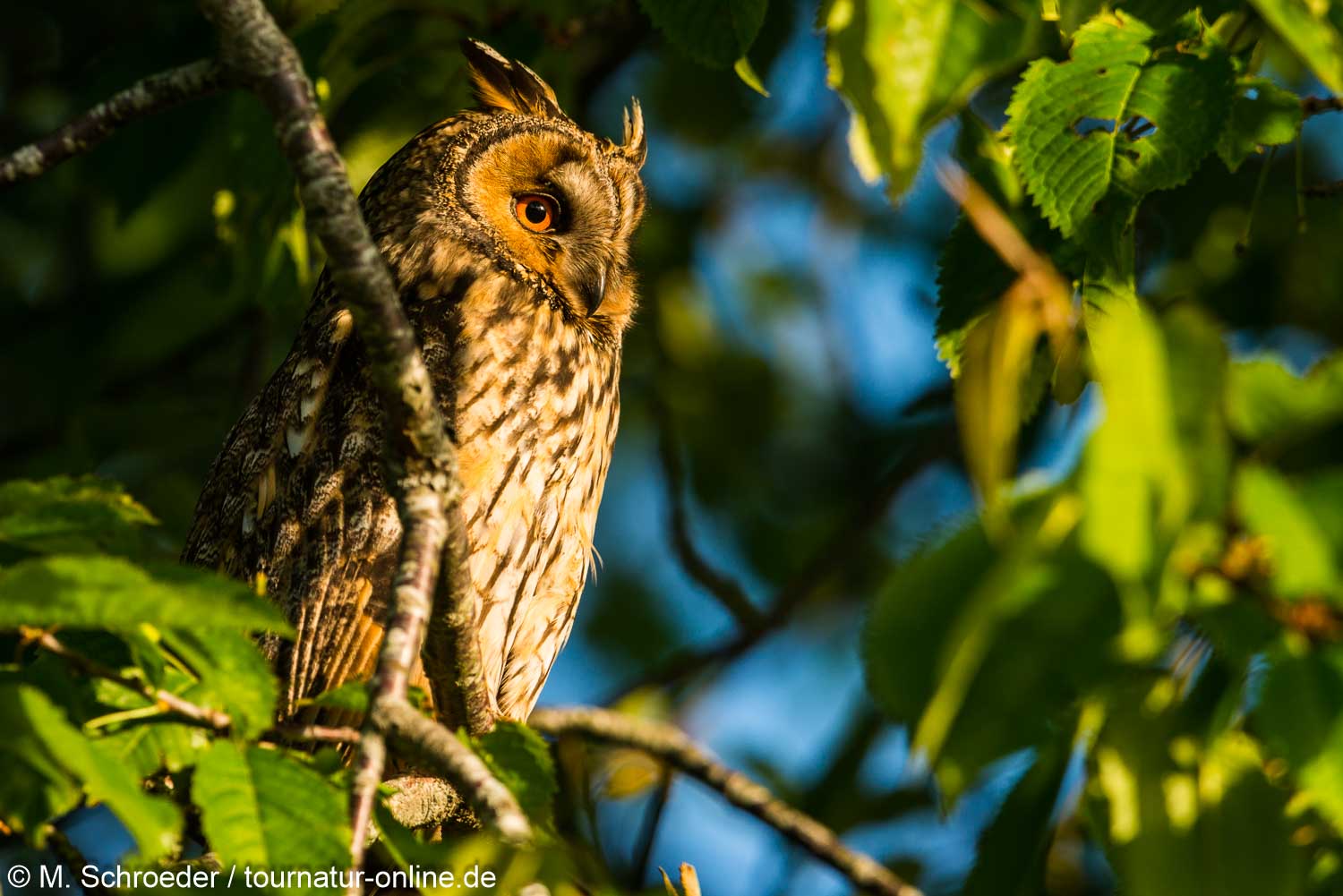 long-eared owl (Asio otus