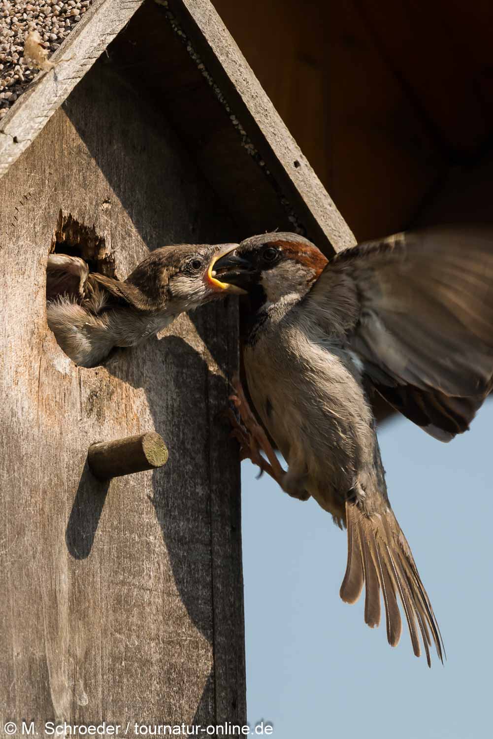 Haussperling - house sparrow (Passer domesticus)