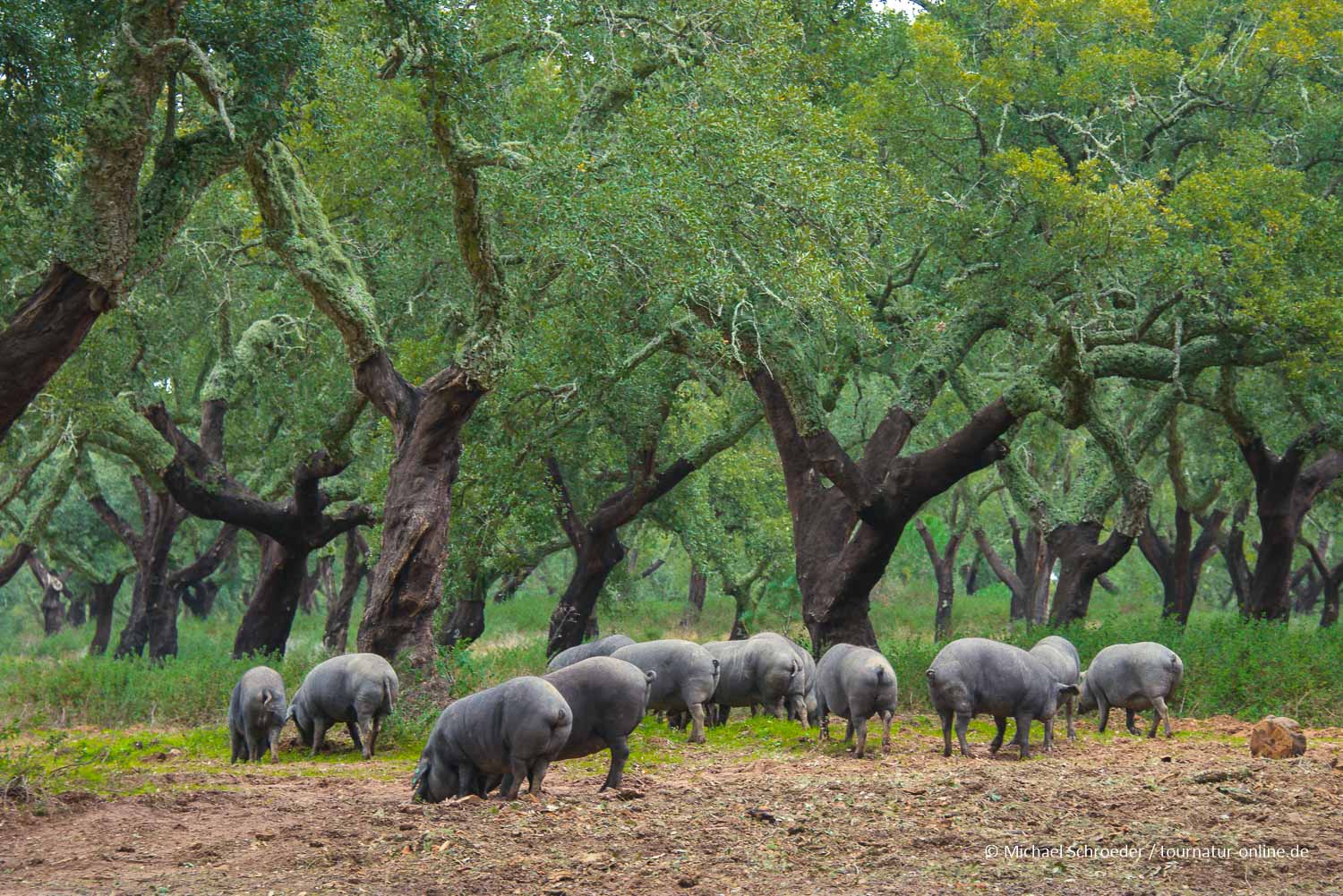 - Im Norden des Alentejo