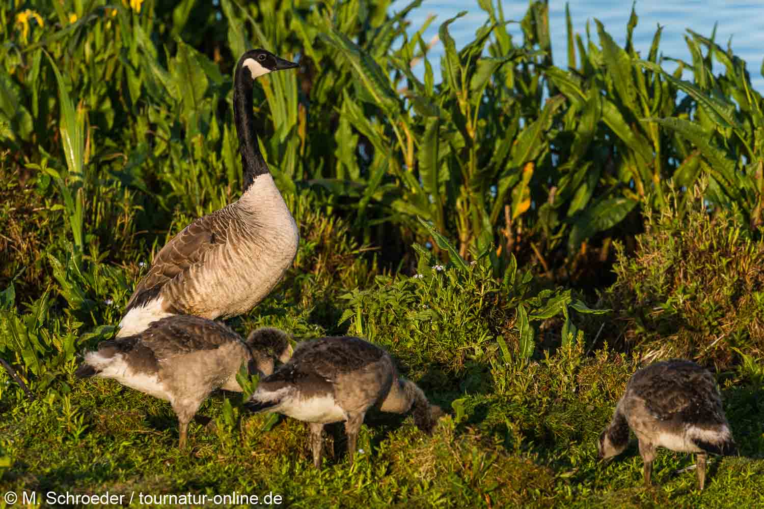 Kanadagans - Canada goose (Branta canadensis)