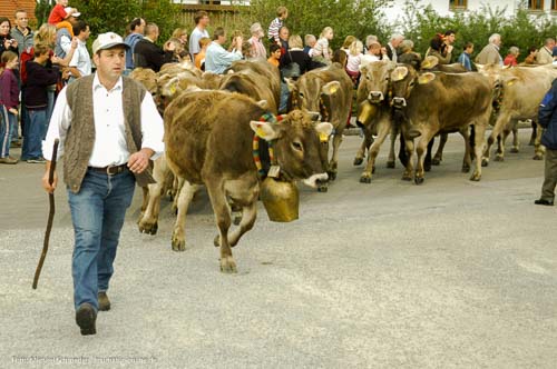 Viehscheid im Allgäu