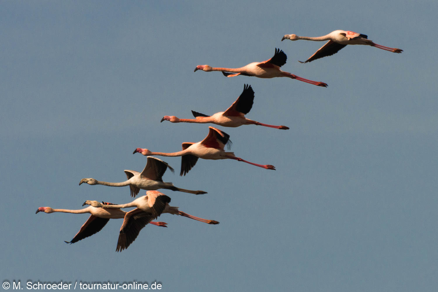 Rosaflamingo - greater flamingo (Phoenicopterus roseus)