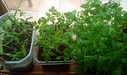 Les semis de tomates du mois de mars ont grandi à l'abri. 