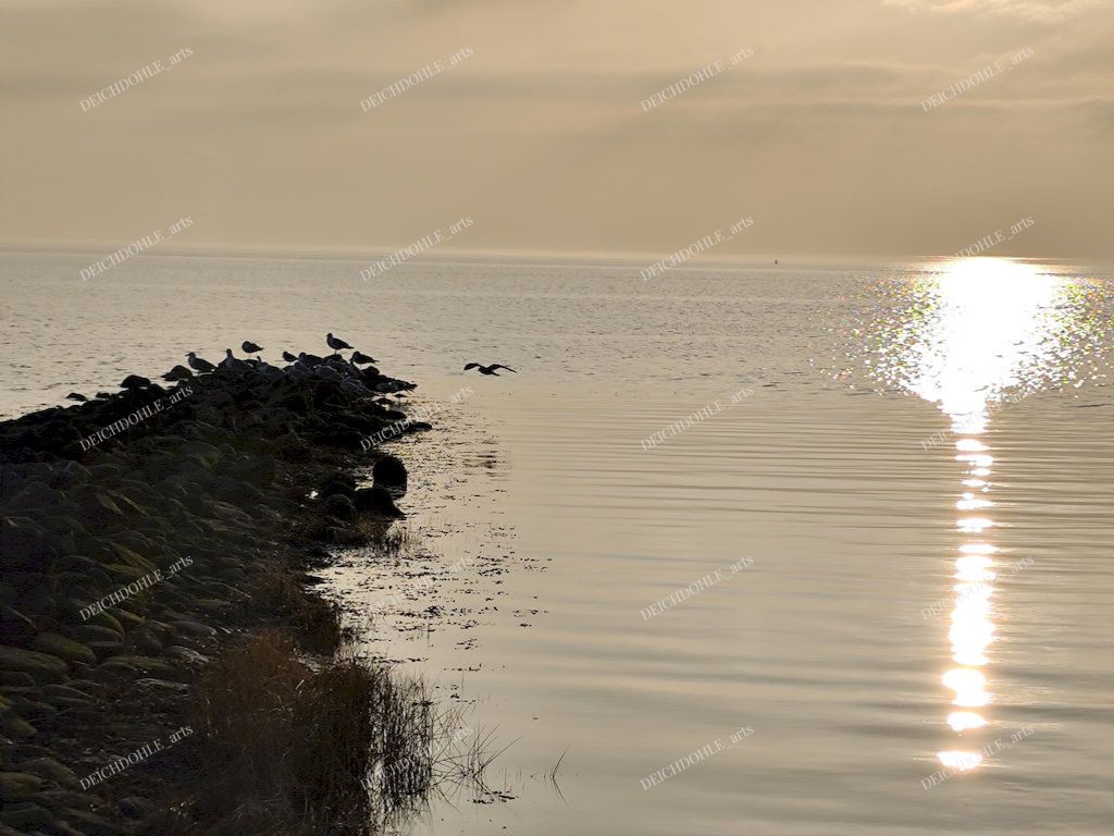 Möve im Abendlicht am Strand von Büsum