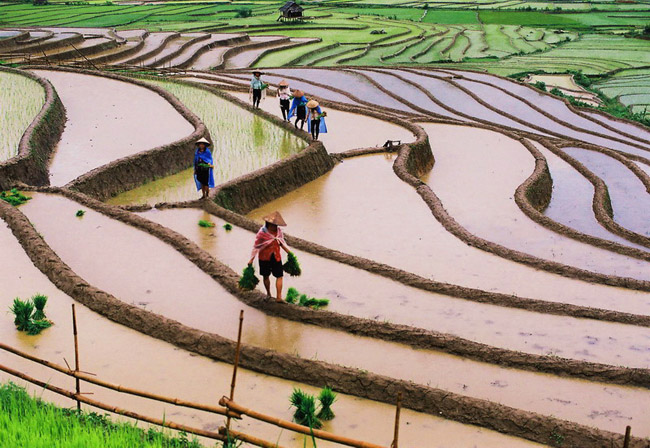 2015. RIZIERES à MU CANG CHAY, VIETNAM