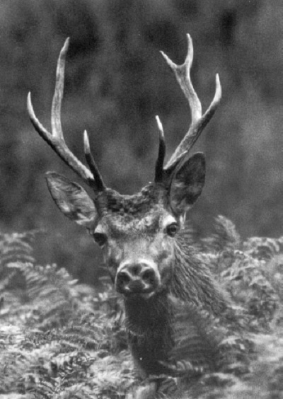 CHAMBORD CERF-DIEU