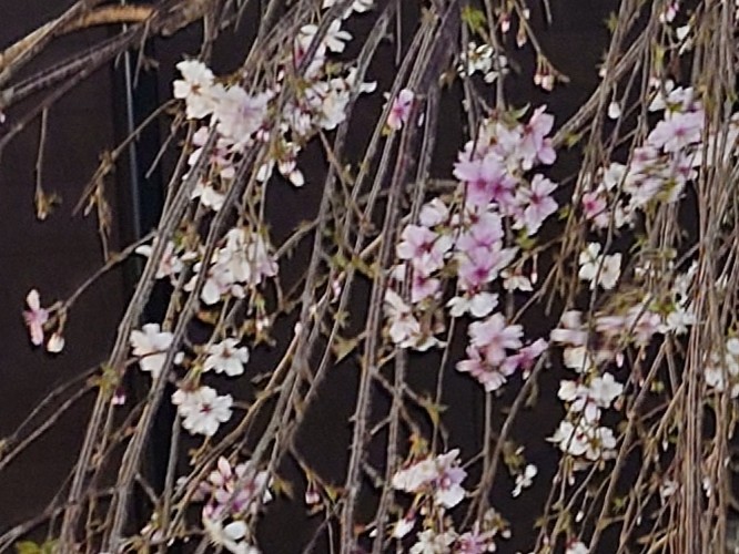 夜桜