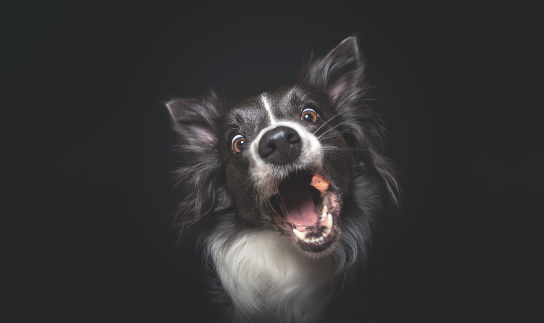 Hunde & Leckerlis Sebastian Frank Fotografie