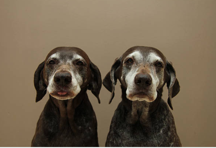 zwei alte braune Hunde