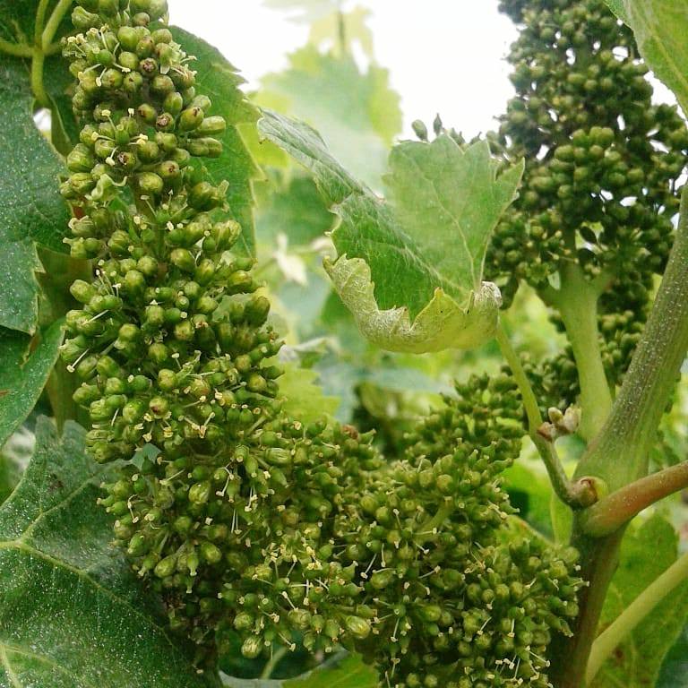 Floraison de carignan, Les Couillades d'en Paillol