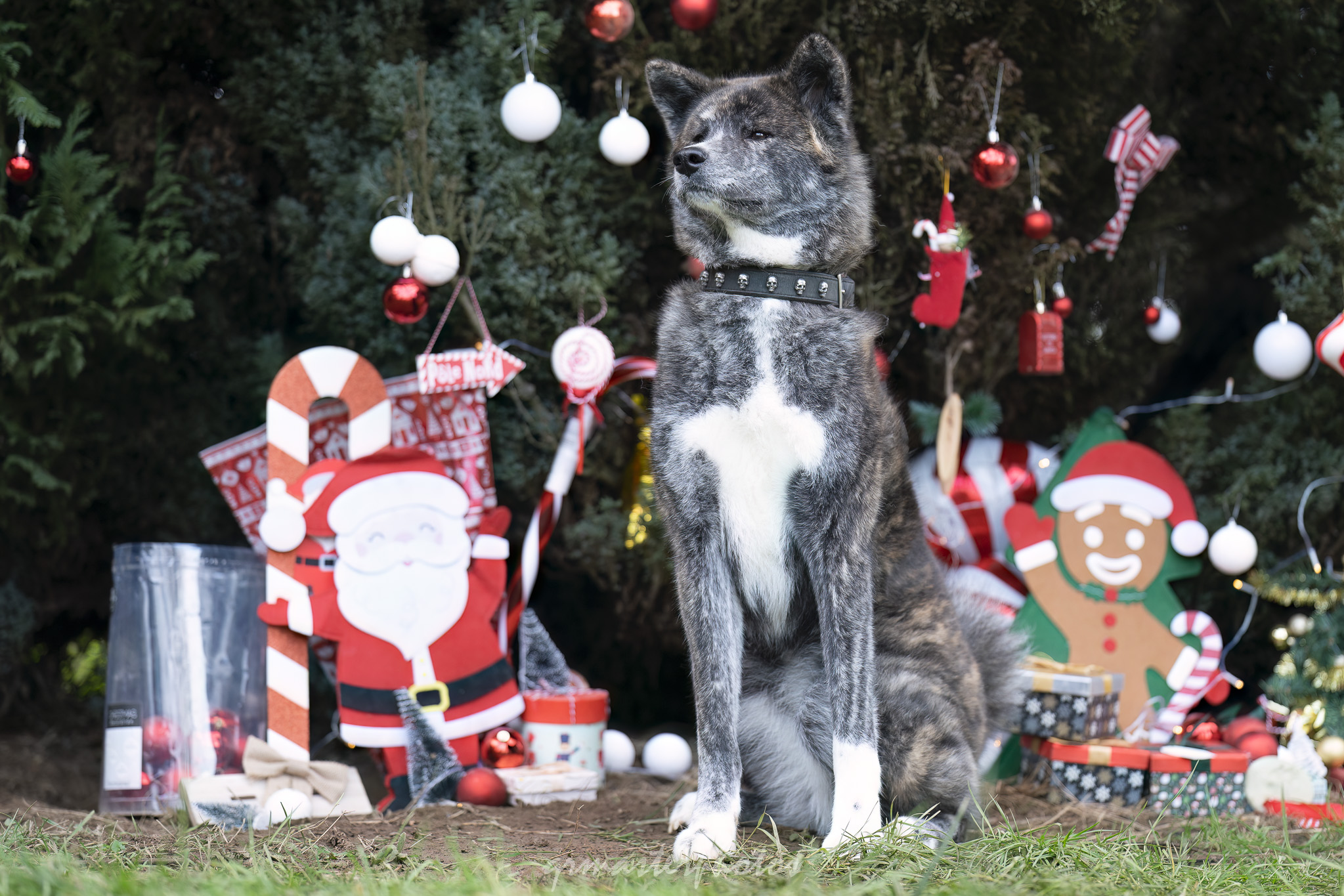Seance photo canin noel qrmasterphotos