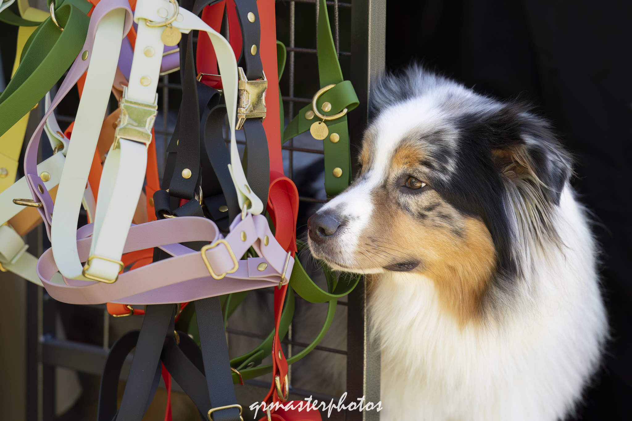 Vadrouille Découvrez nos colliers, laisses et accessoires pour chiens, alliant style, qualité et durabilité. Vadrouille, votre boutique française d'articles artisanaux pour le bien-être de votre compagnon.