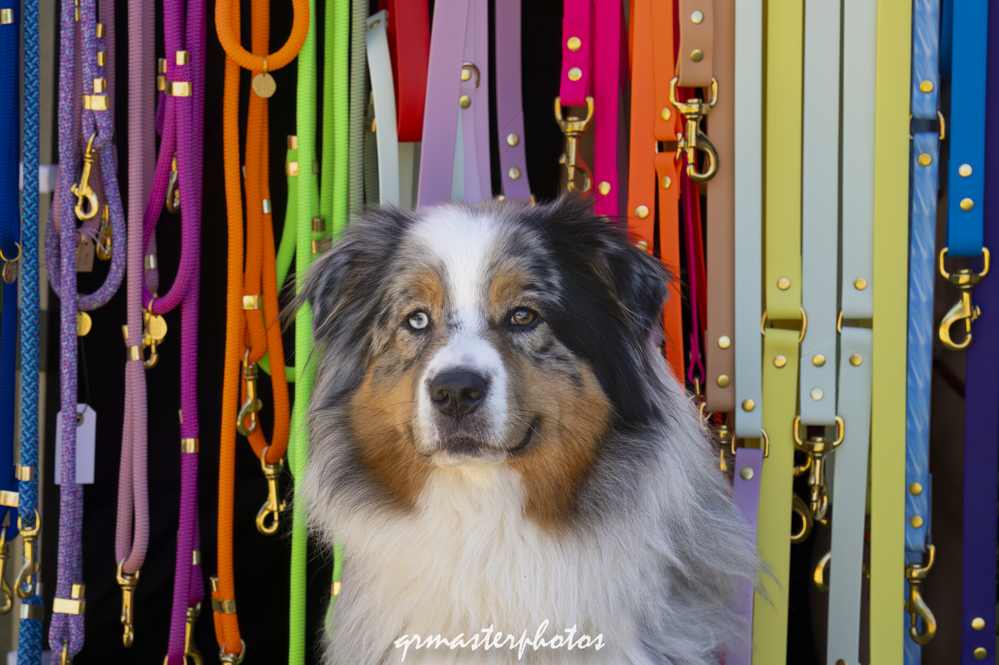 Vadrouille Découvrez nos colliers, laisses et accessoires pour chiens, alliant style, qualité et durabilité. Vadrouille, votre boutique française d'articles artisanaux pour le bien-être de votre compagnon.