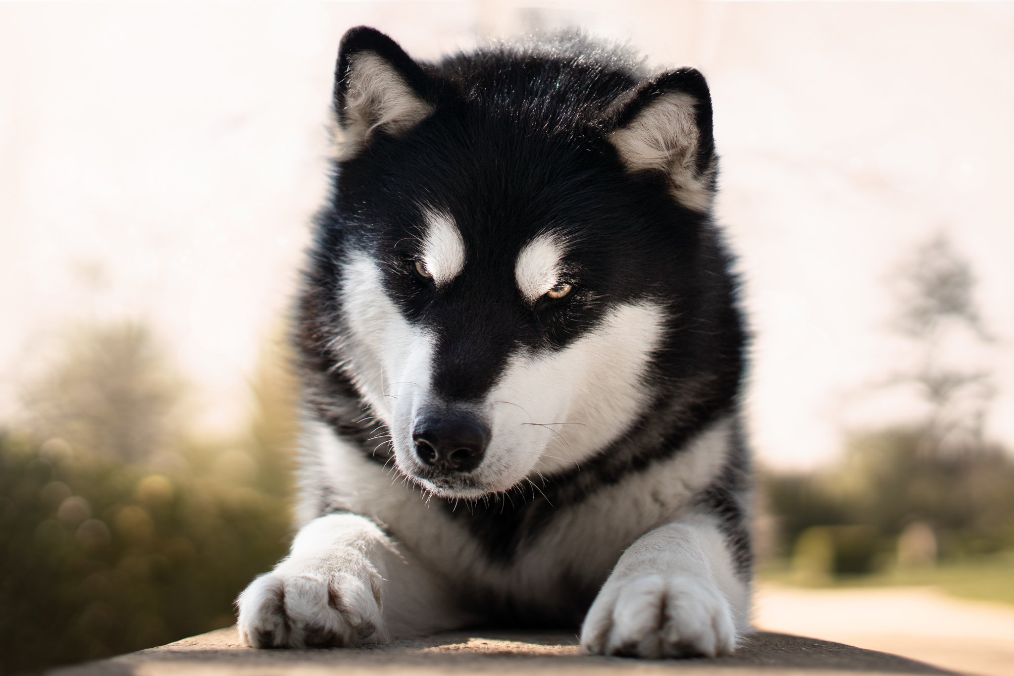 Portrait canin sur lyon au coucher de soleil