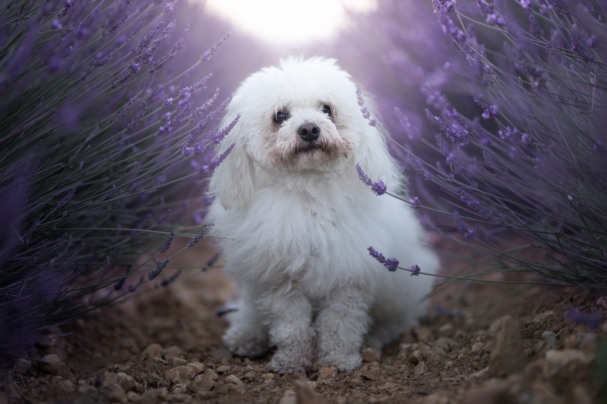Coton de Tulear