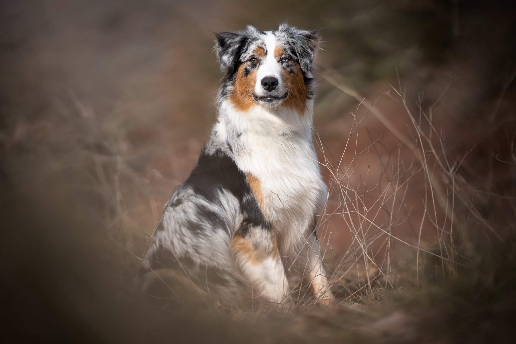Seance photo de votre chien pas chere en occitanie