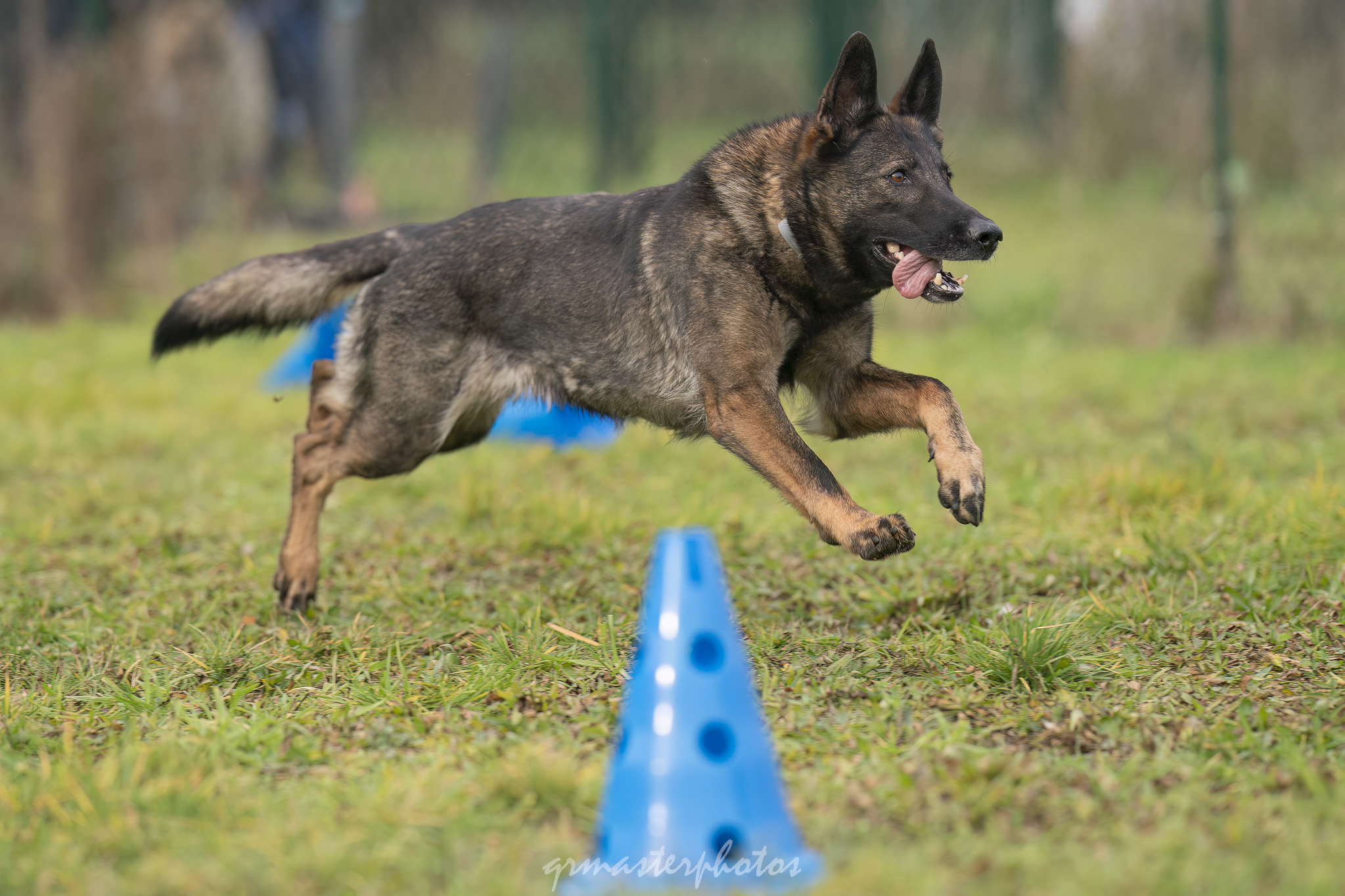 Démonstration Mordant Manon GLHF Dog Training 