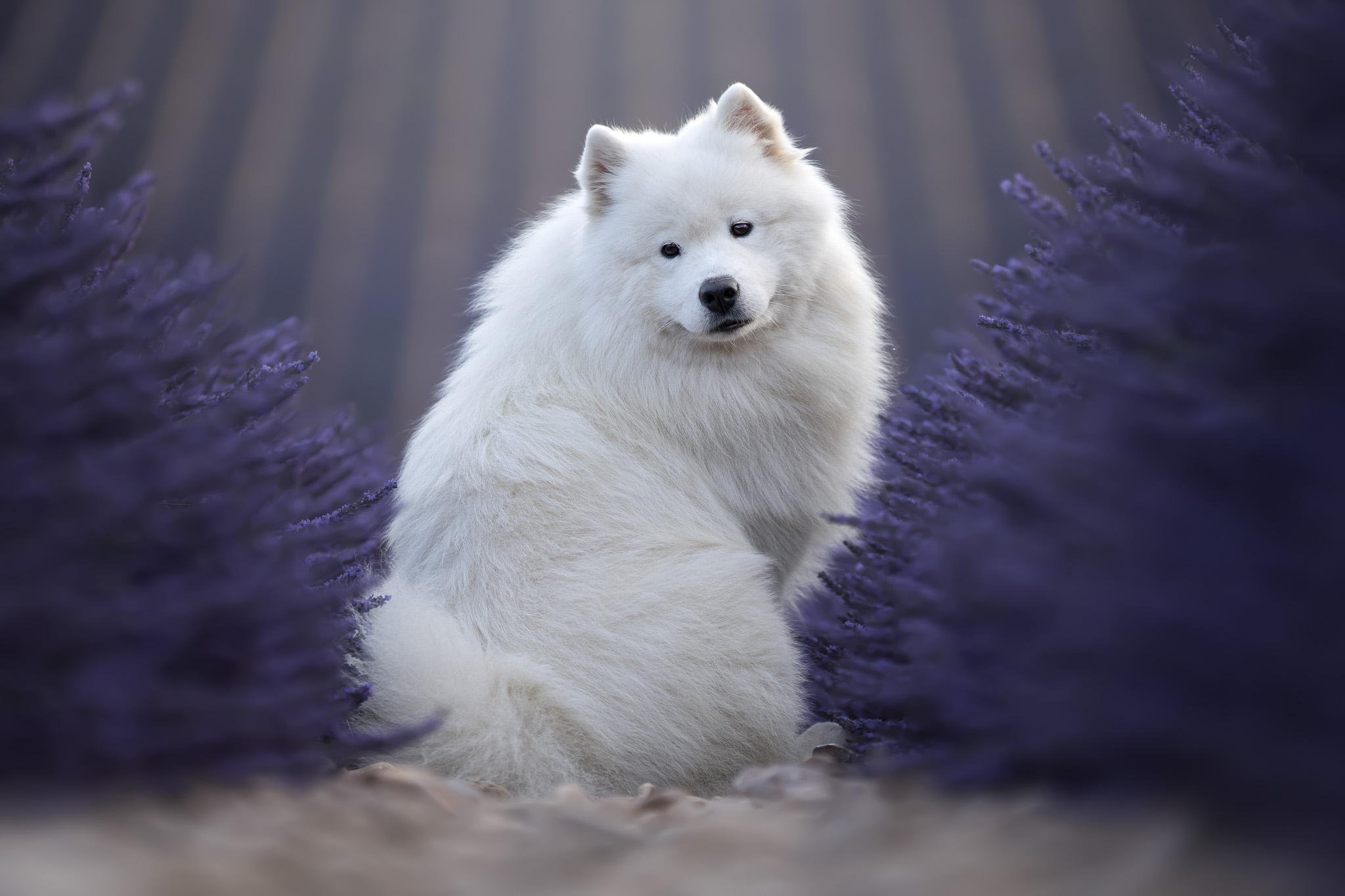 Samoyede "Elevage Noces de Coton"