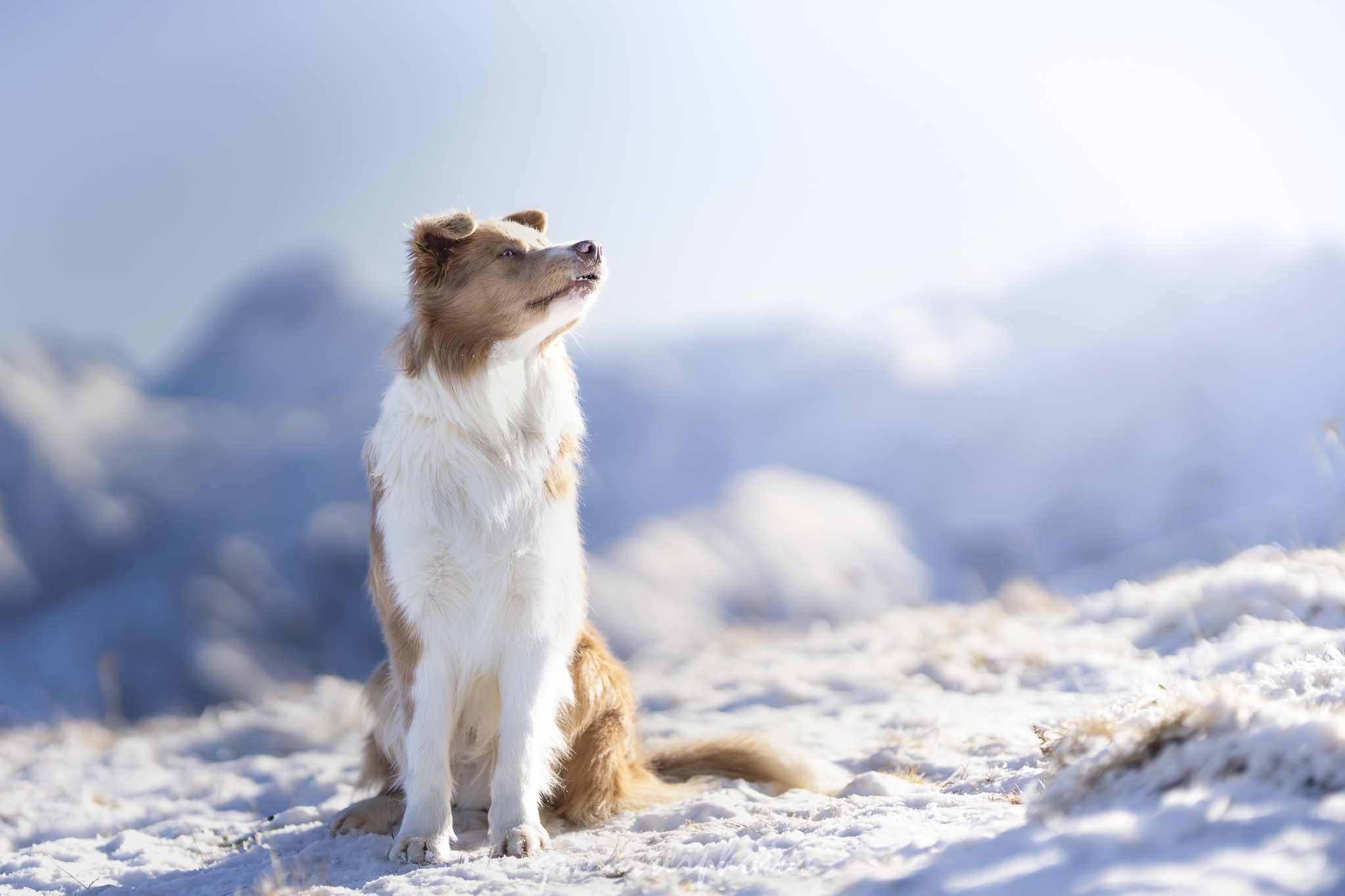 Chien dans la neige seance photo dans les alpes