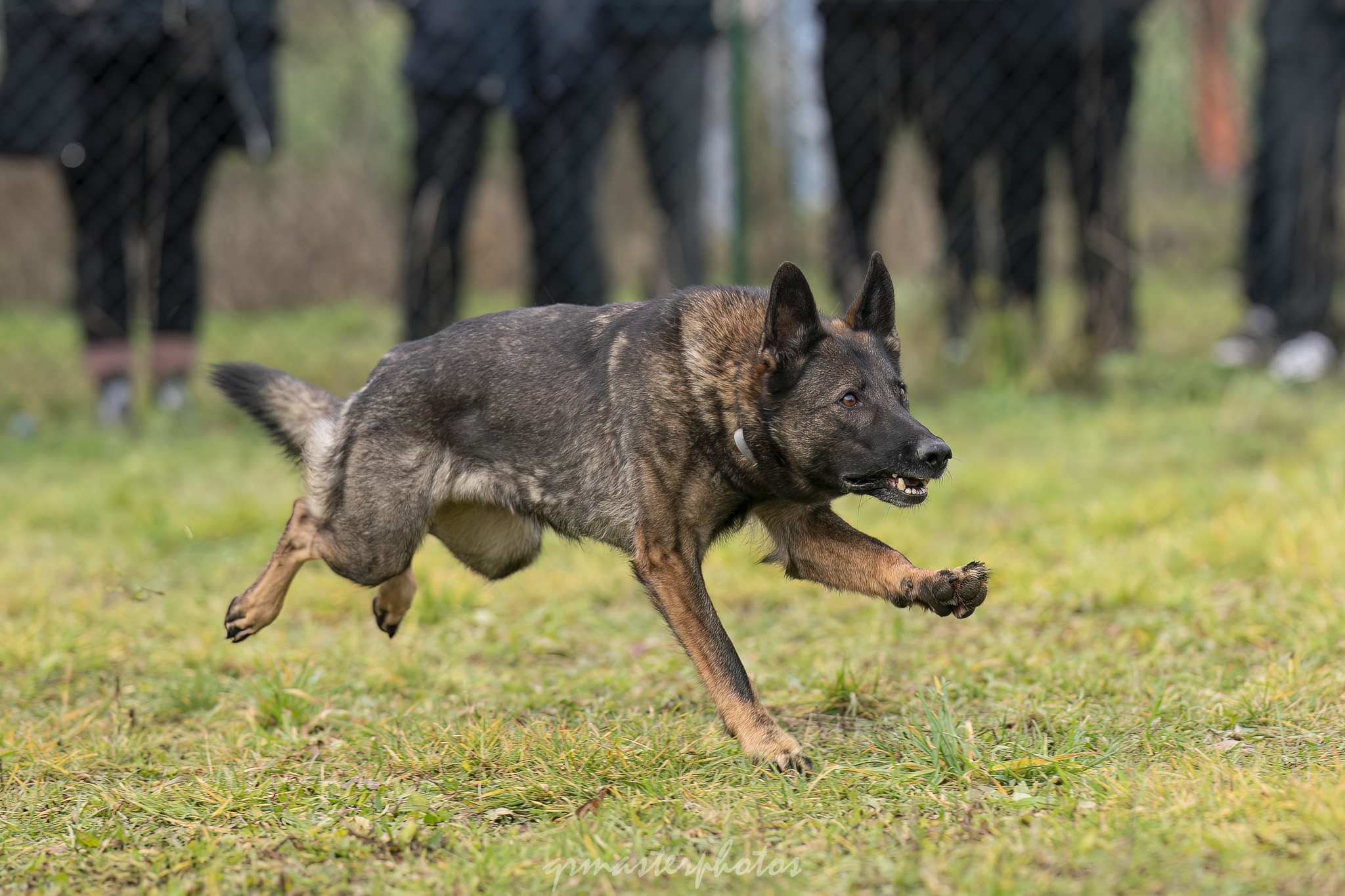 Démonstration Mordant Manon GLHF Dog Training 