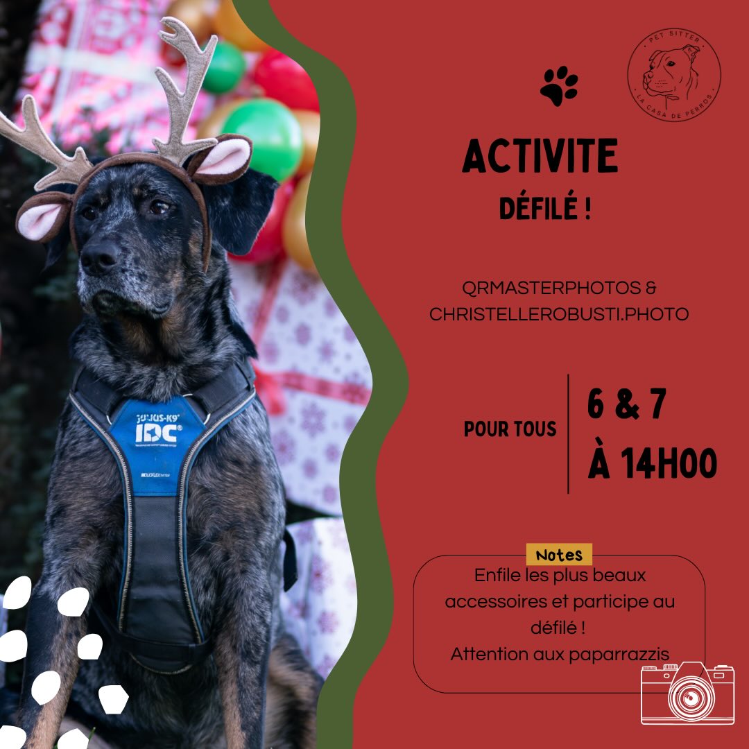 Activité Photos Canins