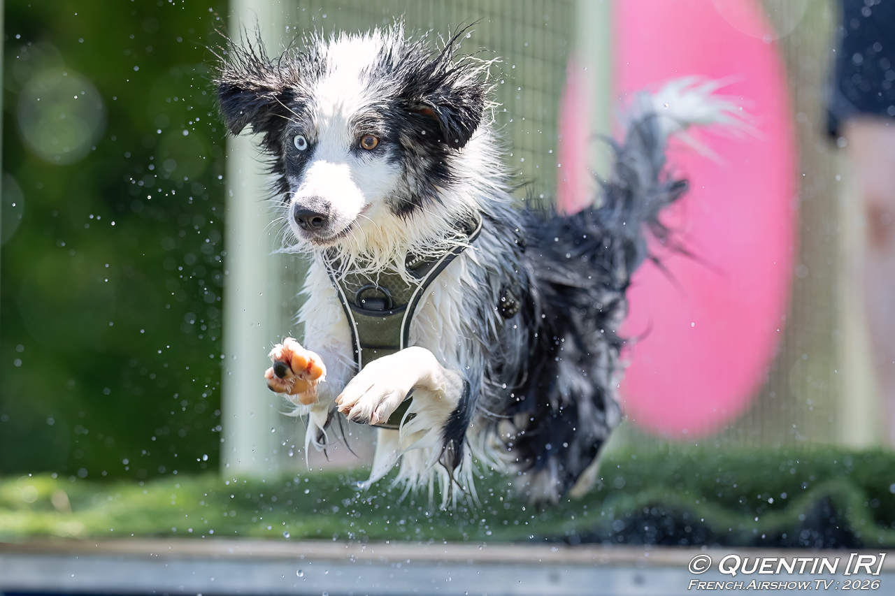 Photographe canin toulouse