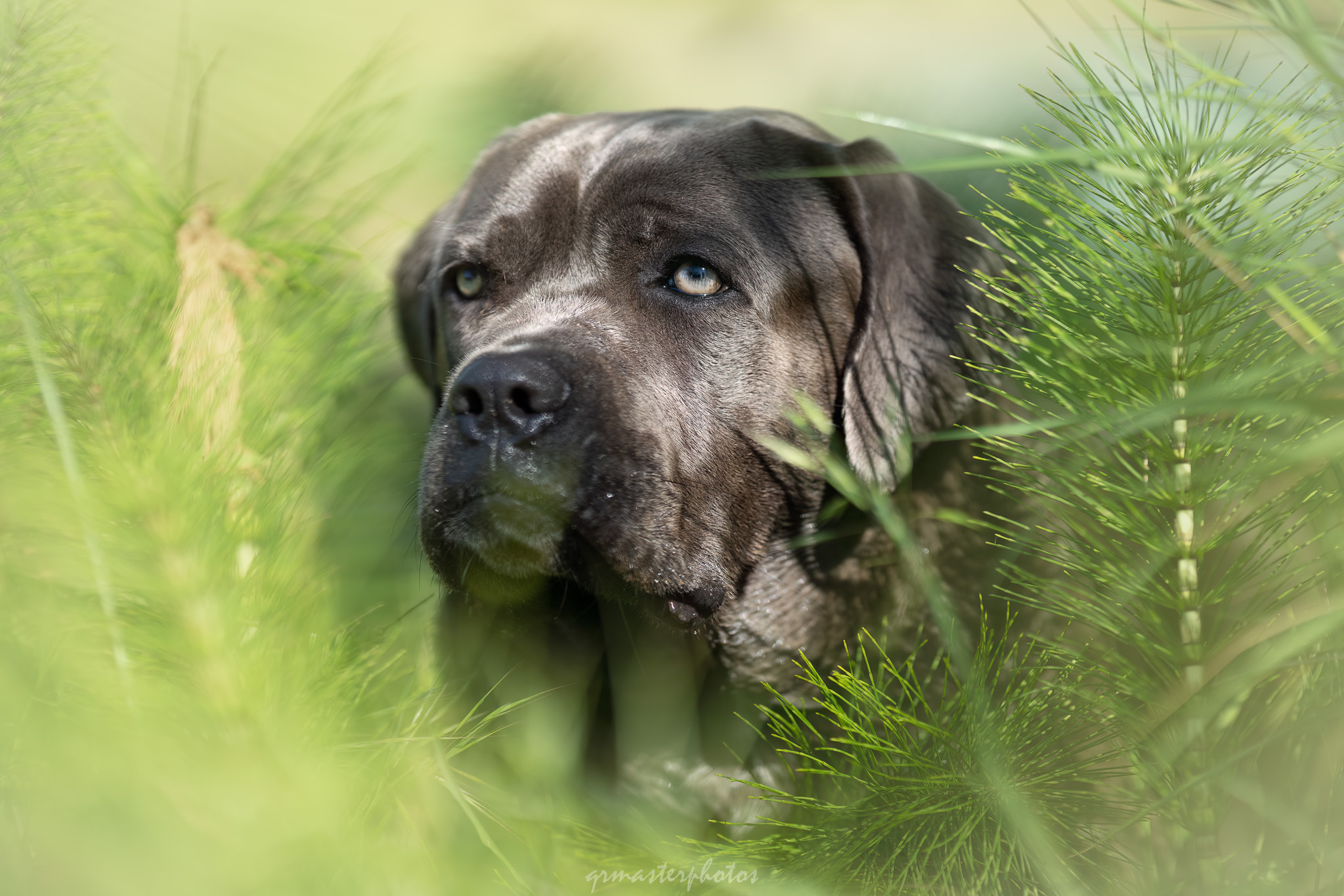 toulouse meilleur photographe canin 